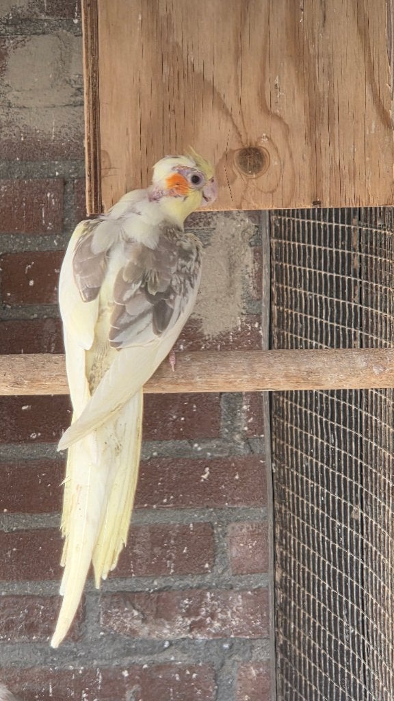 4 jonge valkparkieten, Dieren en Toebehoren, Vogels | Parkieten en Papegaaien, Meerdere dieren, Parkiet