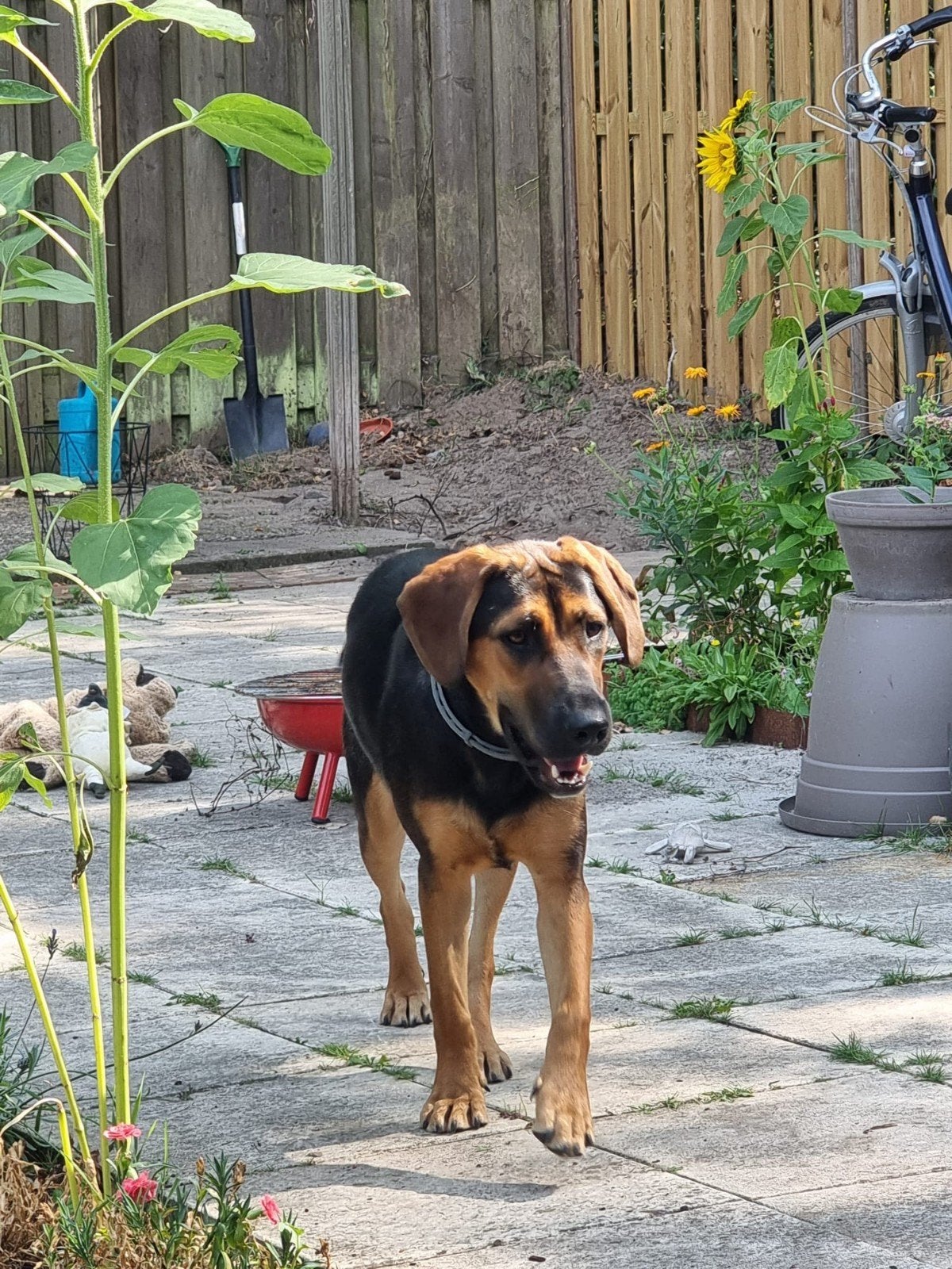 Star ter Adoptie!, Dieren en Toebehoren, Honden | Niet-rashonden, Particulier, 15 weken tot 1 jaar, Buitenland, Teef