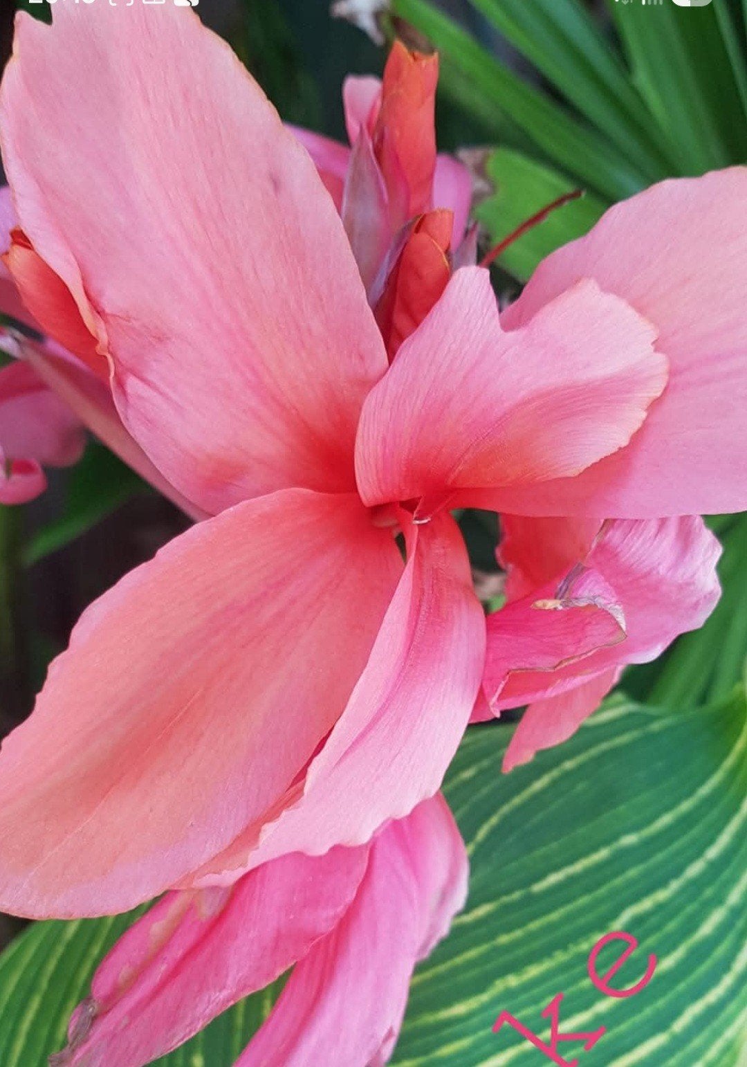 Nieuw C. Pink Tiger uit Thailand, Ophalen of Verzenden, Volle zon, Wortelstok