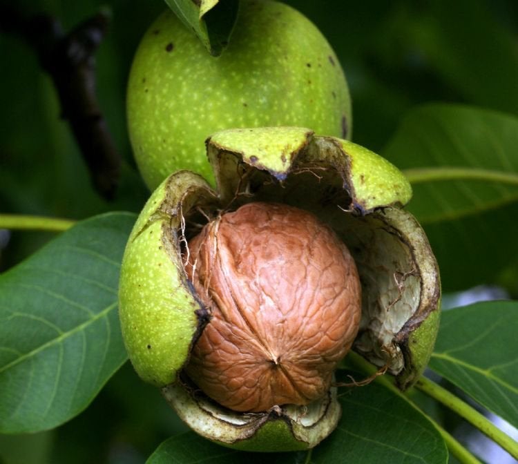 4x Biologische Walnotenboom - 7 jaar oud, voor Voedselbos, Ophalen of Verzenden, Minder dan 100 cm, In pot, Walnotenboom