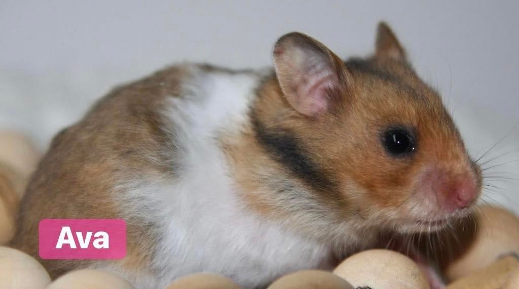 Jongen Syrische hamsters / Goudhamsters te koop, Hamster, Maart, Meerdere dieren, Tam