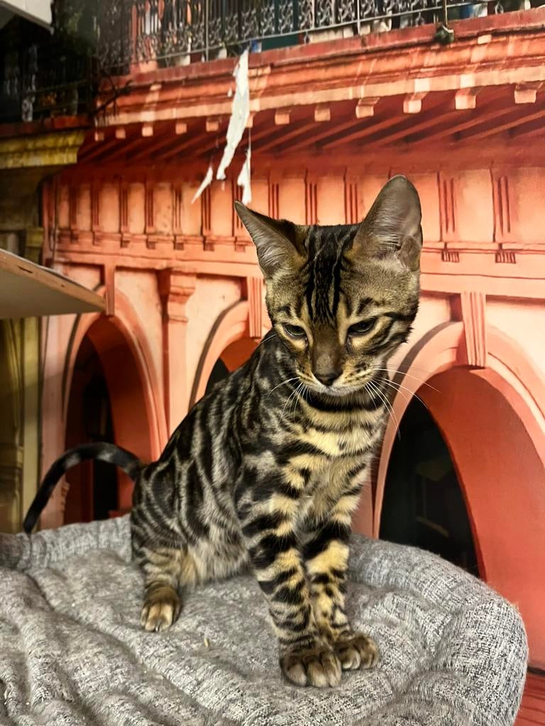 Bengaalse katers, Dieren en Toebehoren, Katten en Kittens | Raskatten | Korthaar, Kater, Met stamboom, 0 tot 2 jaar