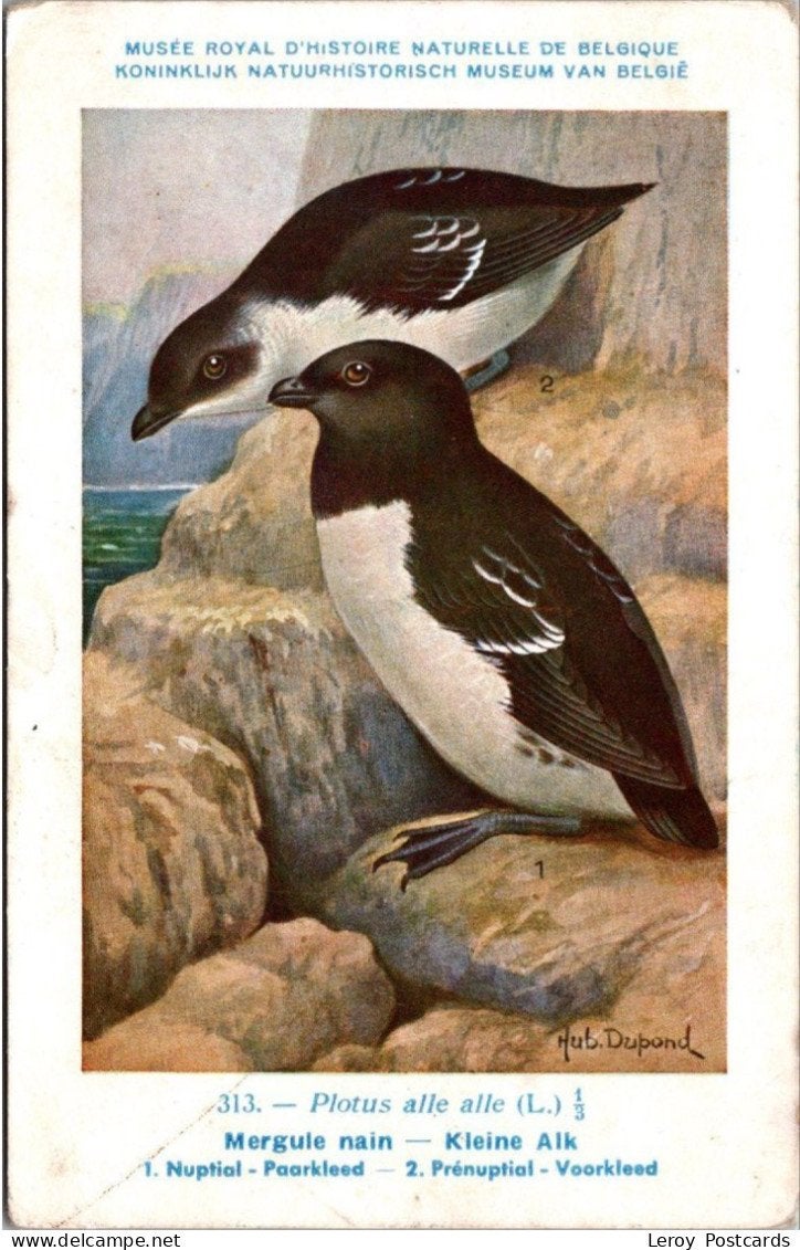 Kleine Alk / Little Auk – Nº 313 – (KBIN / IRSNB), Verzenden, 1940 tot 1960, Ongelopen, Vogel