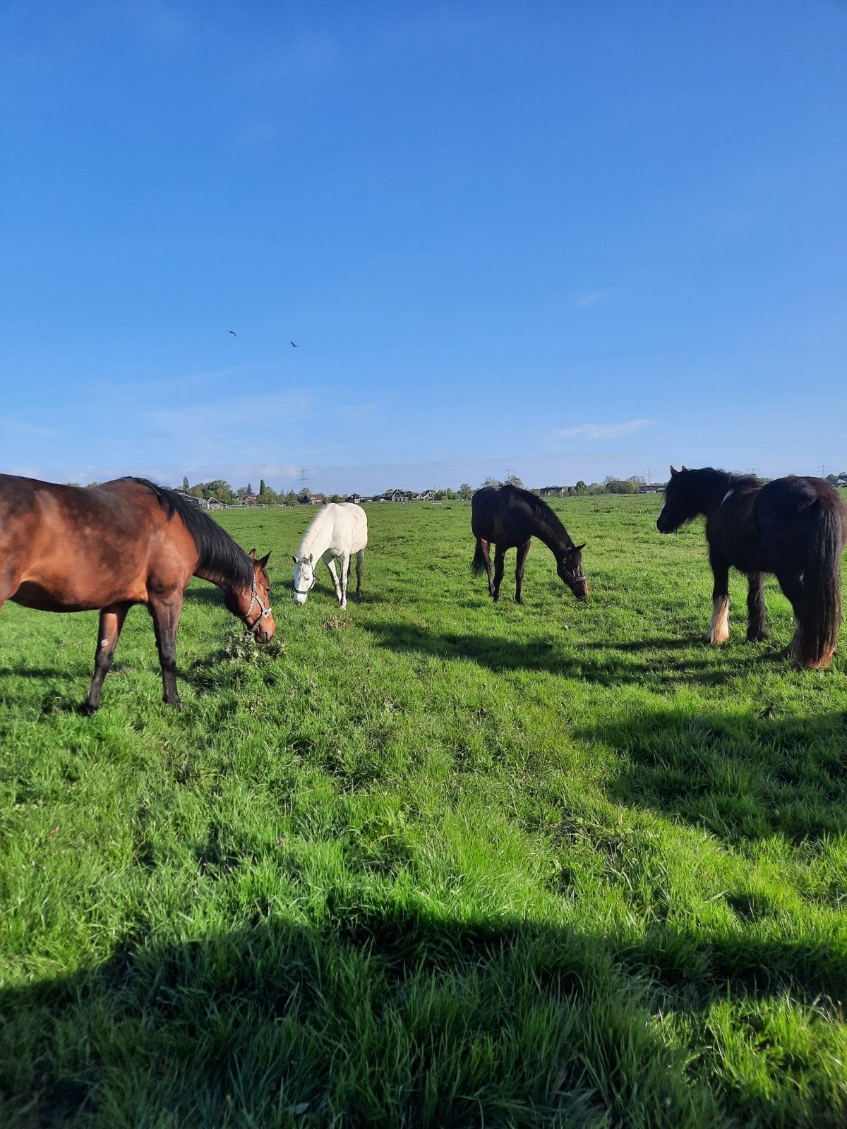 Op onze privé/pensionstal hebben wij enkele boxen vrij, Dieren en Toebehoren, Stalling en Weidegang, Weidegang
