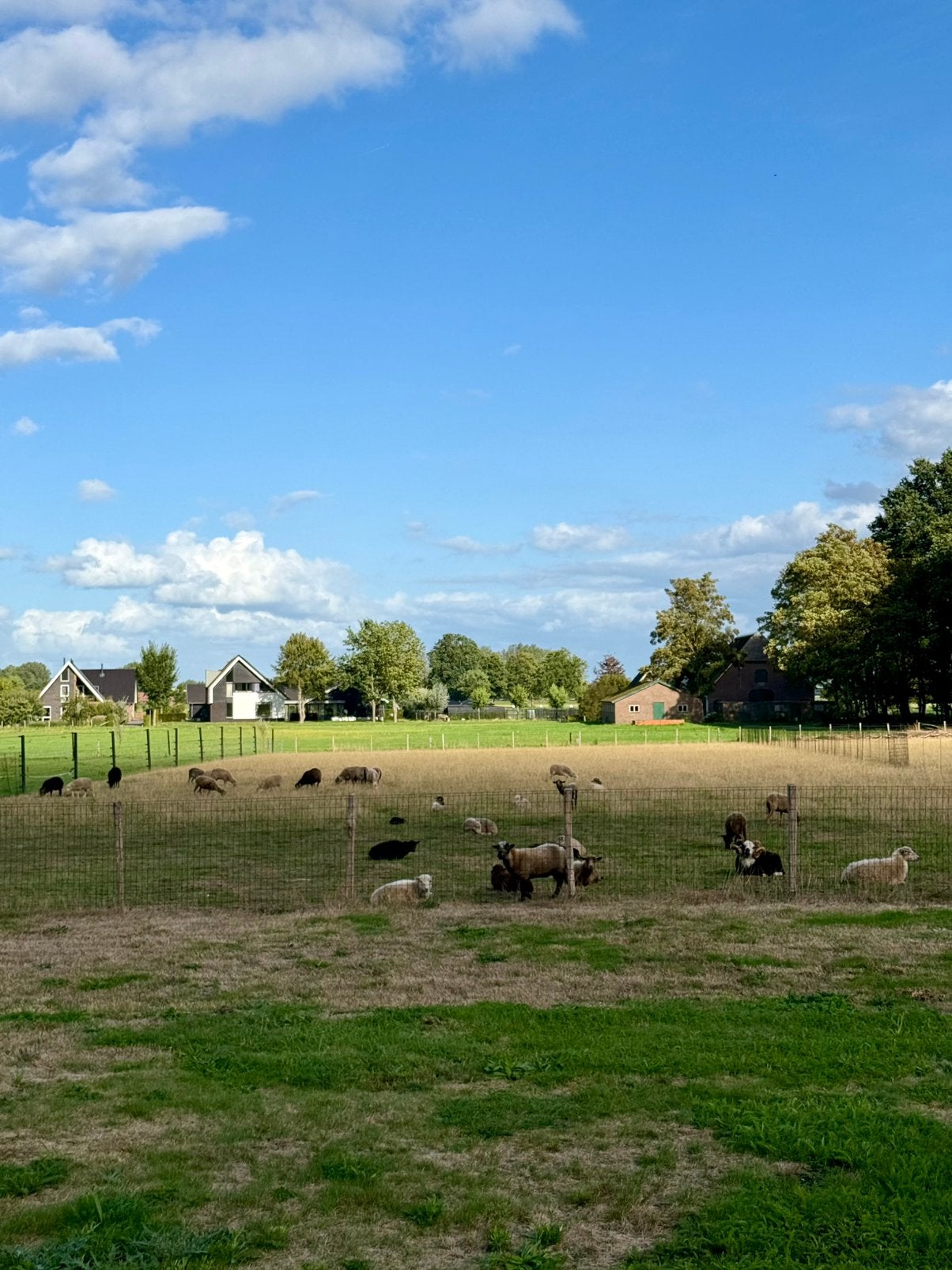 Ouessant ooien, Vrouwelijk, Schaap, 3 tot 5 jaar