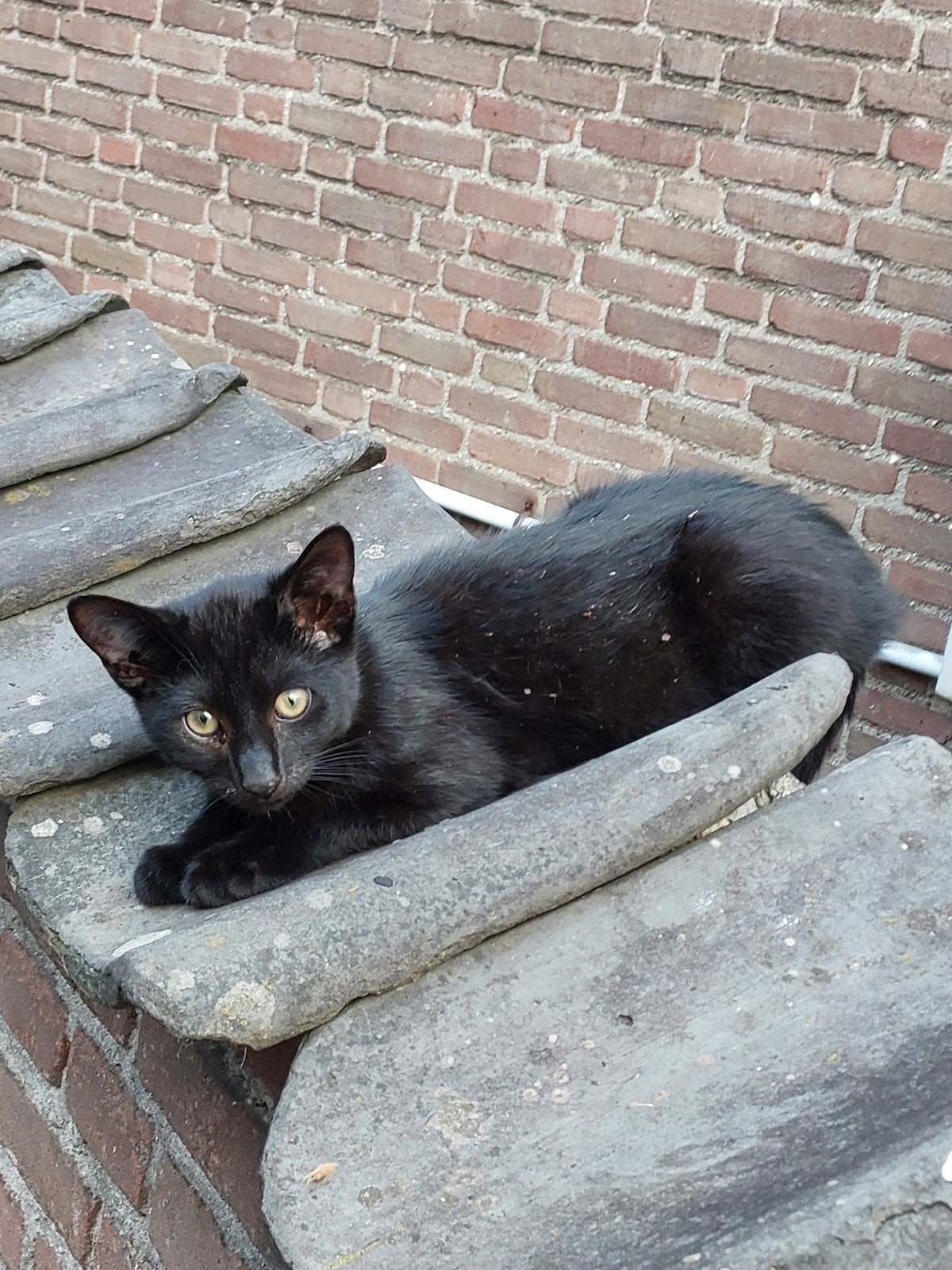 Zwart-witte en wit-gestreepte kittens, Meerdere dieren, Kortharig, 0 tot 2 jaar