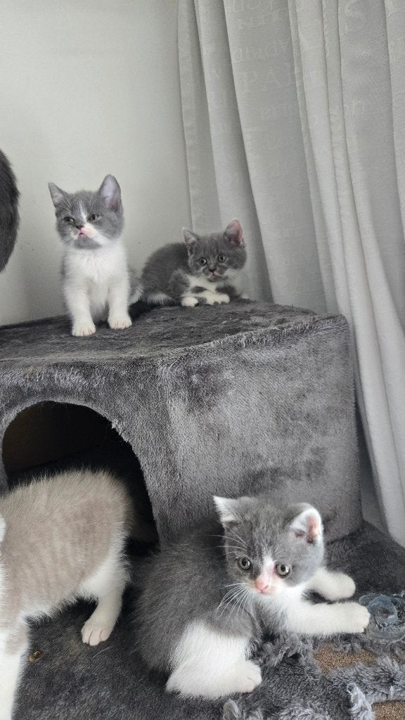 Lieve Britse korthaar kitten, Dieren en Toebehoren, Katten en Kittens | Raskatten | Korthaar, Meerdere dieren, Ontwormd, 0 tot 2 jaar