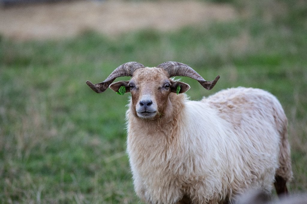 Drentse heideschapen ooien, Vrouwelijk, Schaap