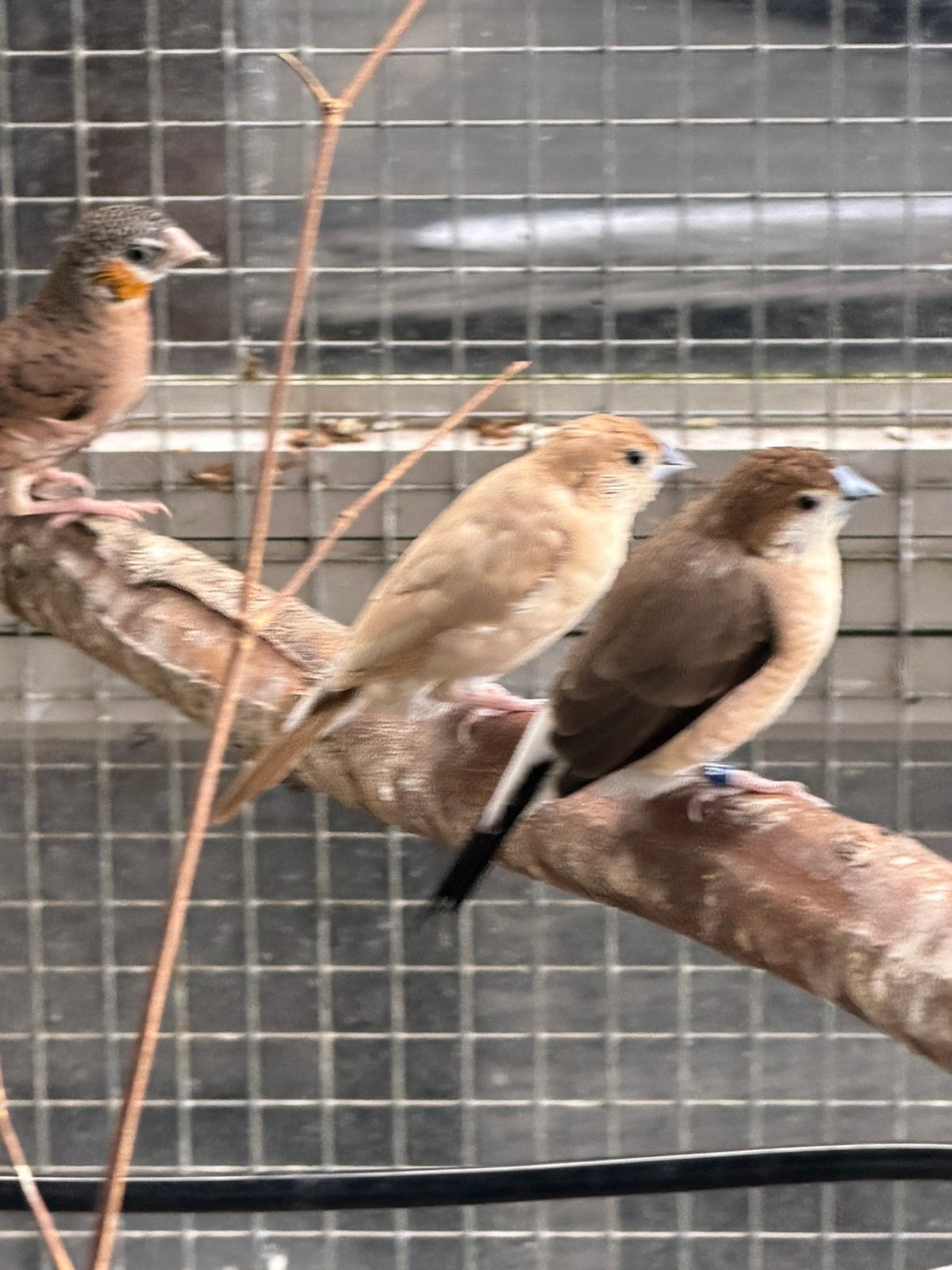 Trio loodbekjes, Dieren en Toebehoren, Meerdere dieren, Tropenvogel, Geringd