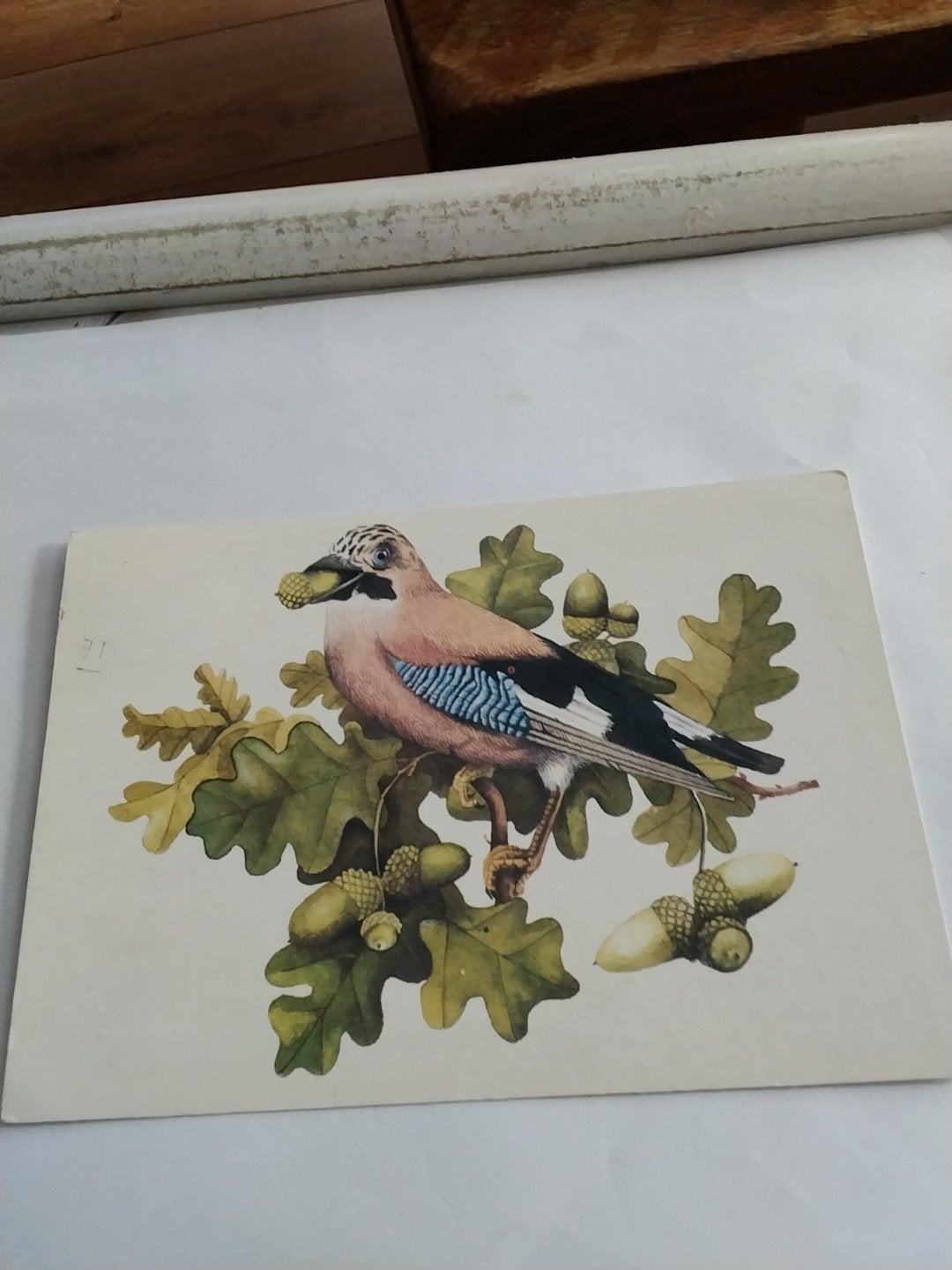Vintage Ansichtkaart Vlaamse Gaai met Eikels (1978), Ophalen of Verzenden, 1960 tot 1980, Gelopen