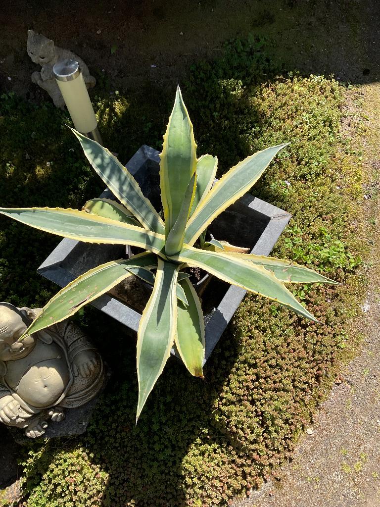 Agave groot, Volle zon, Vaste plant, Bloeit niet, Ophalen