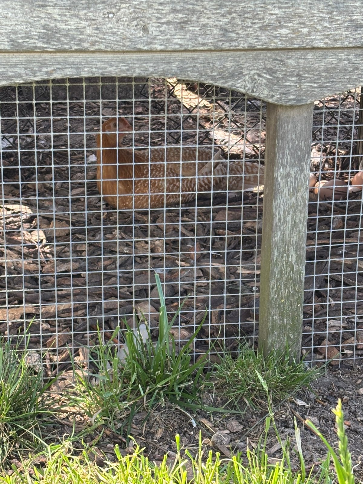 Friese hoen te koop, Dieren en Toebehoren, Vrouwelijk, Kip