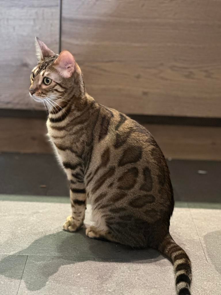 Bengaalse kittens (100% ras echte bengalen), Meerdere dieren, Kortharig, 0 tot 2 jaar