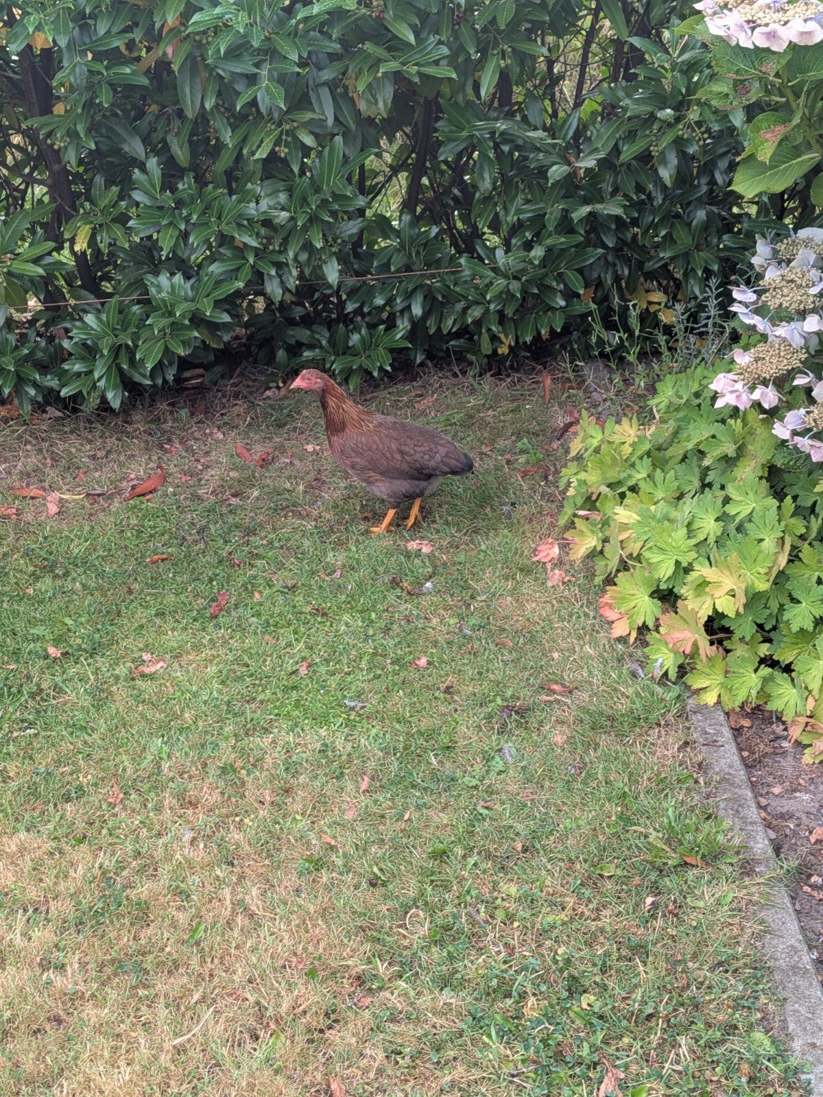 Welsumer kuikens van maart dit jaar, Dieren en Toebehoren, Vrouwelijk, Kip