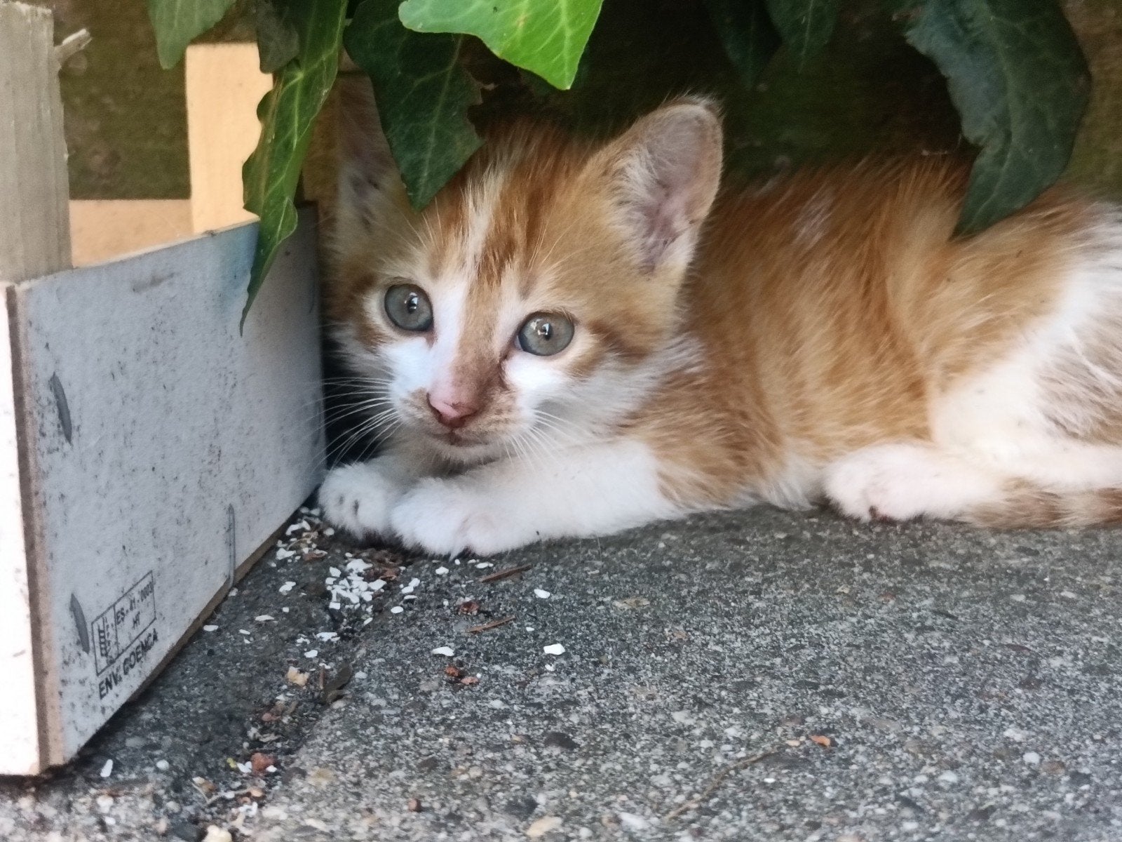 lief kittens zoeken een huisje