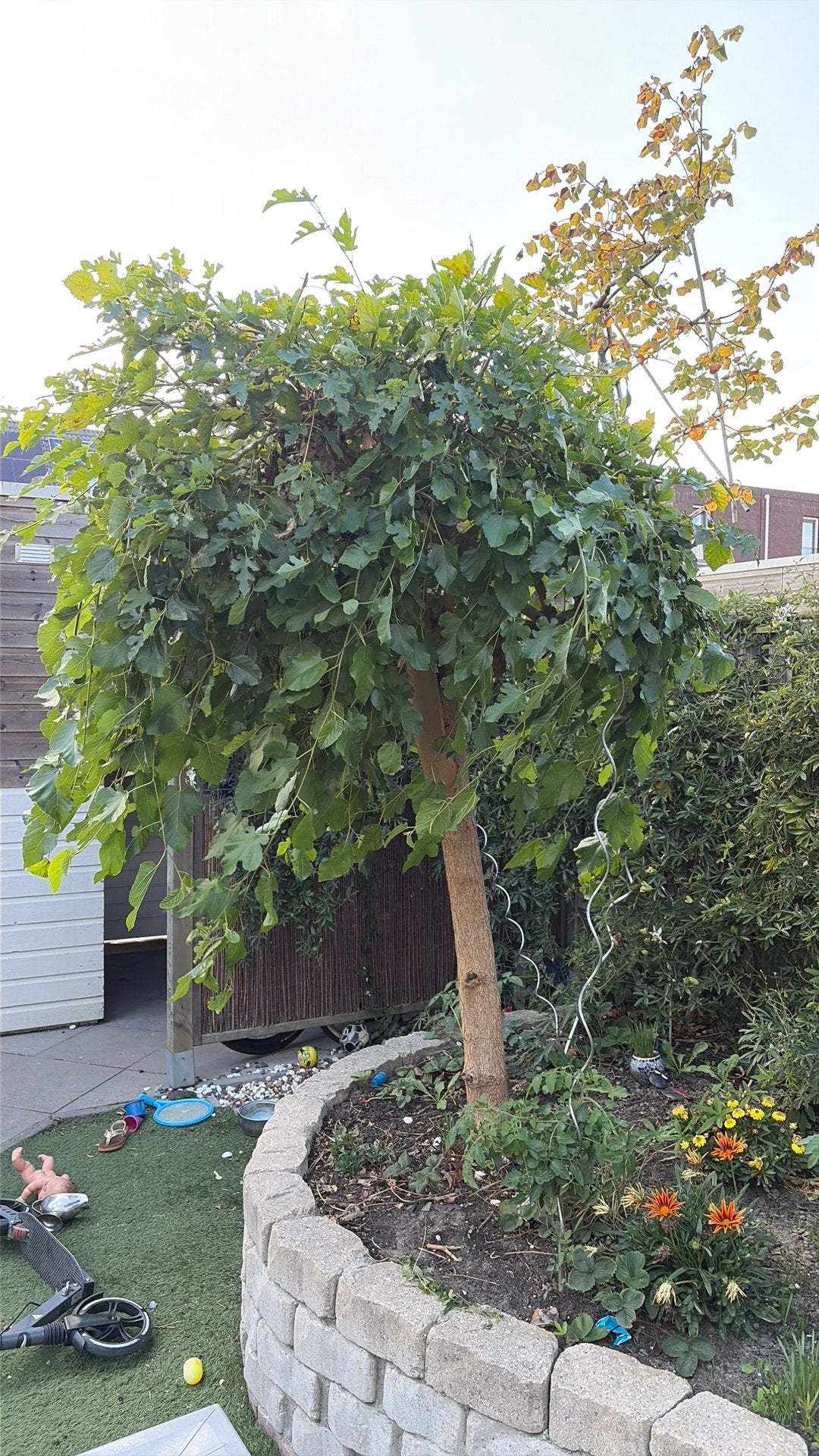 Treur moerbei boom. Zeer mooi!, Tuin en Terras, Planten | Bomen, Bloeit niet, Treurboom, 100 tot 250 cm, Ophalen