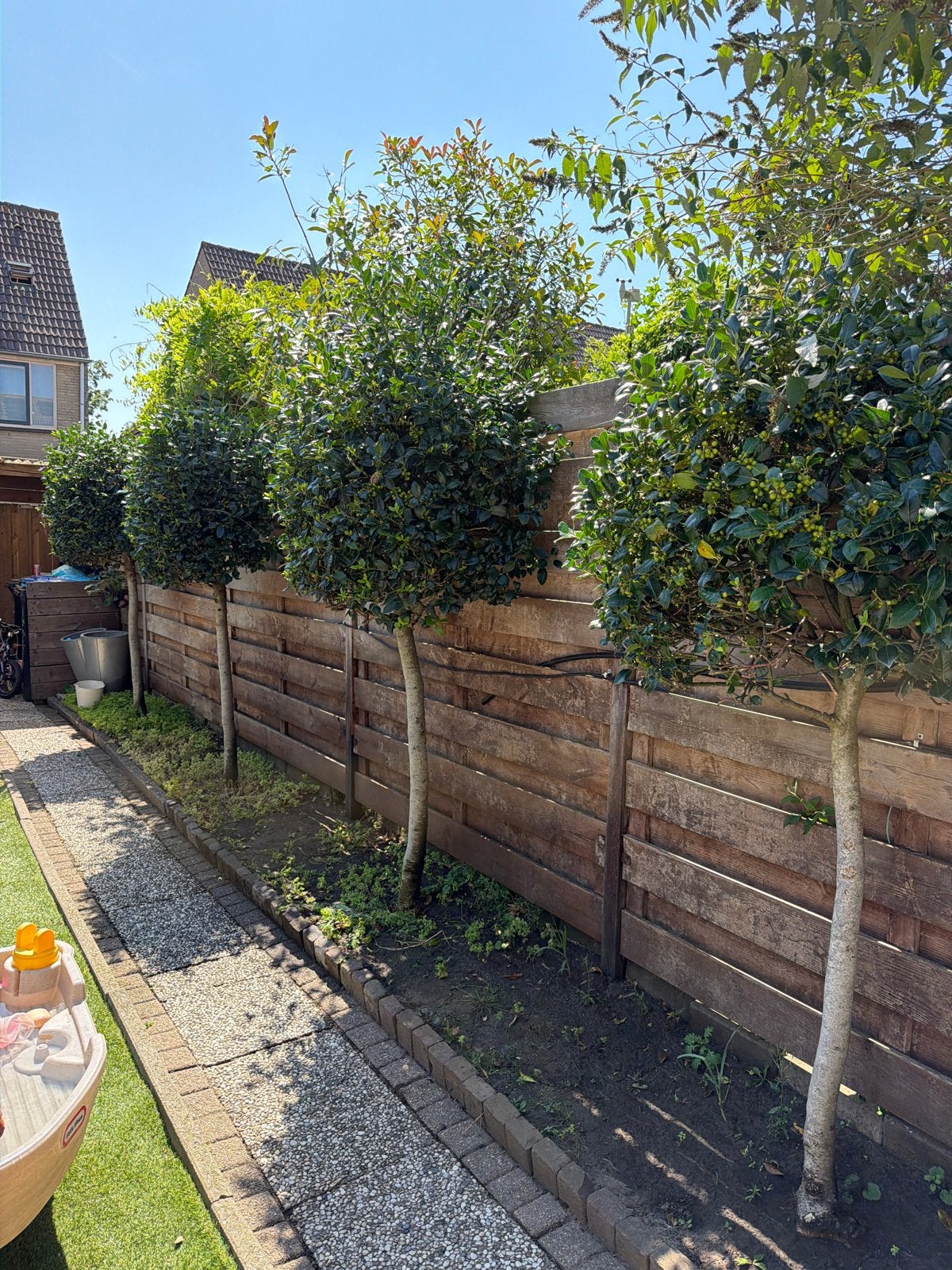 4 Hulst achtige bomen (waarschijnlijk Ilex aquifolium boom), Bloeit niet, 100 tot 250 cm, Ophalen, Volle zon