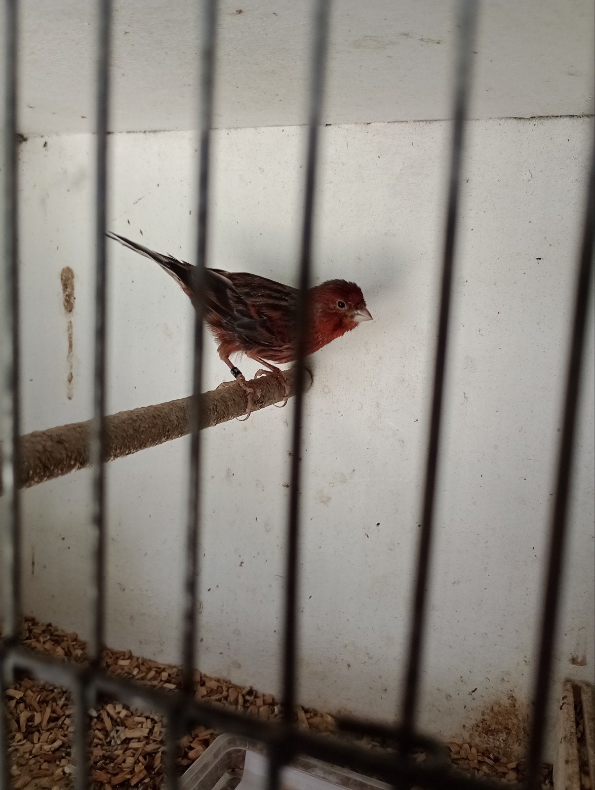 Te koop kanarie man, Dieren en Toebehoren, Vogels | Kanaries, Mannelijk, Kleurkanarie