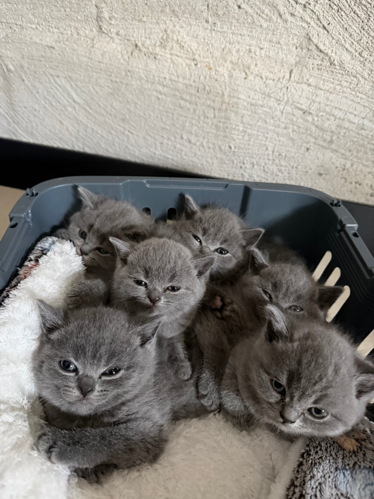 Britse korthaar kittens, Meerdere dieren, Ontwormd, 0 tot 2 jaar