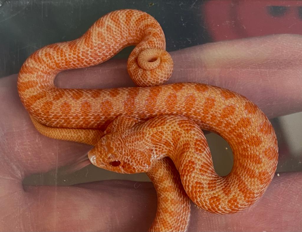 Heterodon nasicus RED ARCTIC SUNBURST Hognose Snake - female for sale from Barry