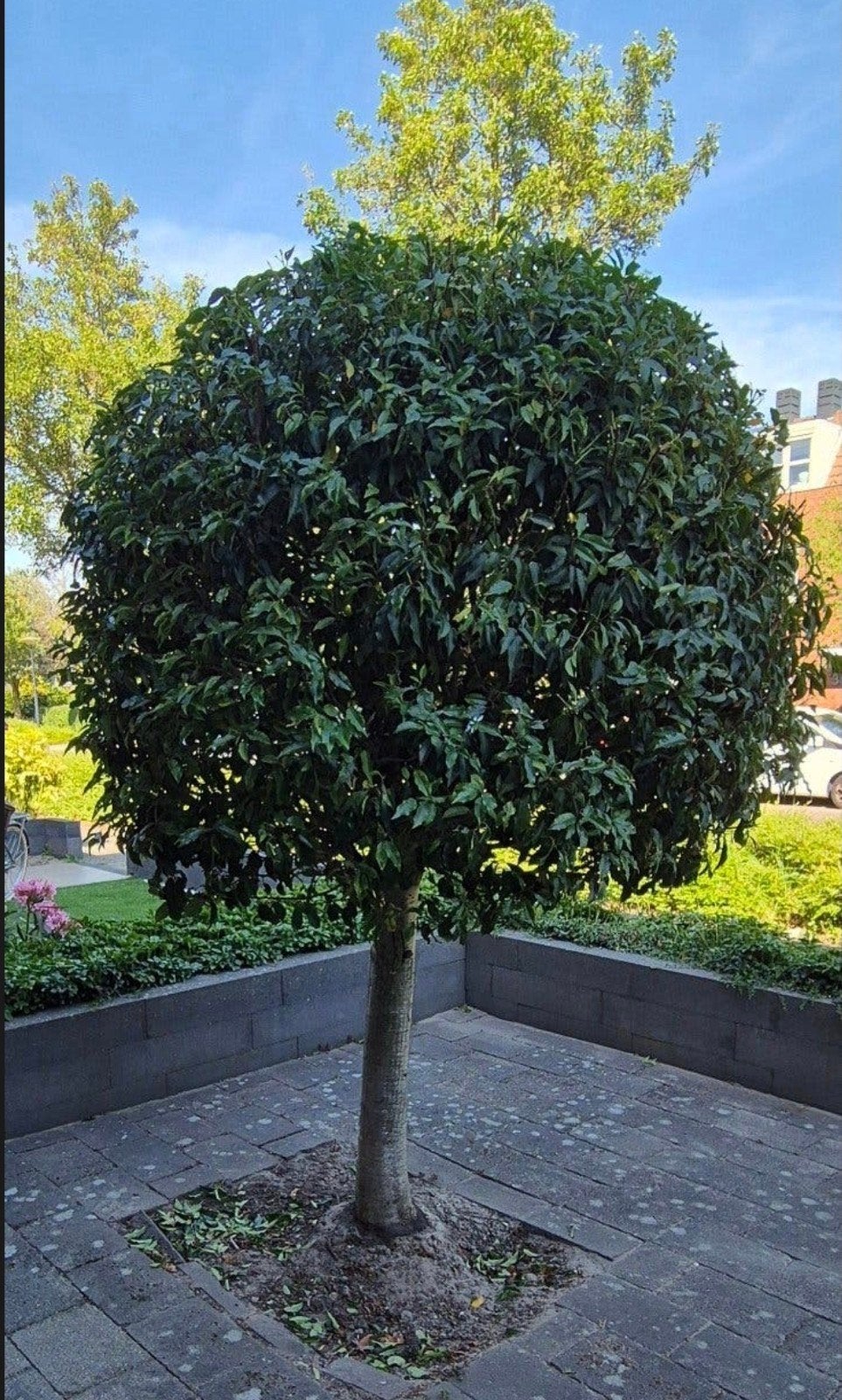 Portugese Laurier op stam - Laurierboom, Tuin en Terras, Ophalen, Zomer, 100 tot 250 cm