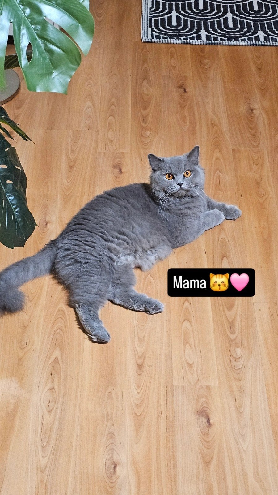 Britse korthaar en langhaar kittens  blauw, Dieren en Toebehoren, Katten en Kittens | Raskatten | Korthaar, Meerdere dieren