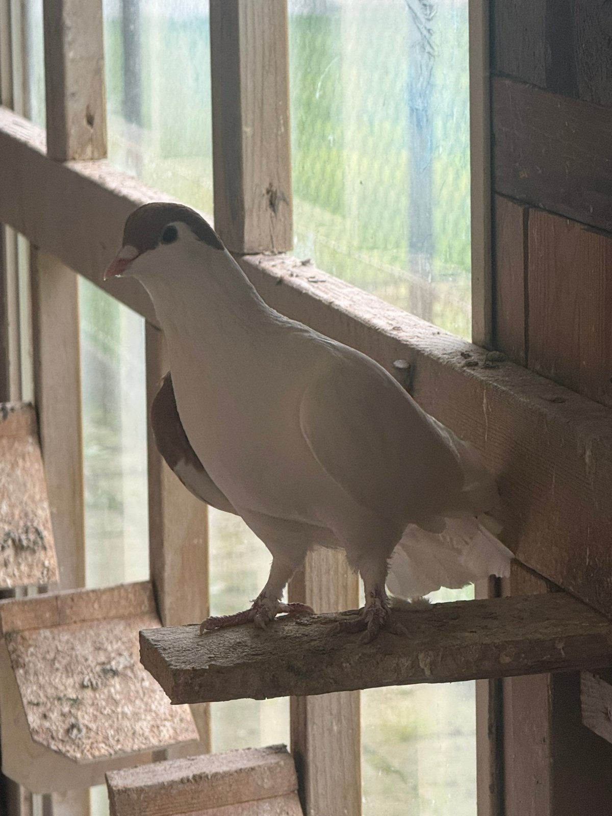 Afghan duiven, Meerdere dieren, Postduif