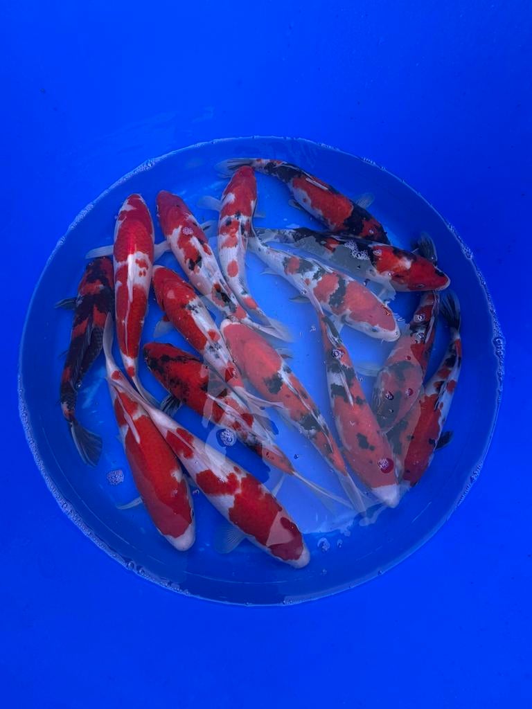 Marusei mix, Dieren en Toebehoren, Karper of Koi