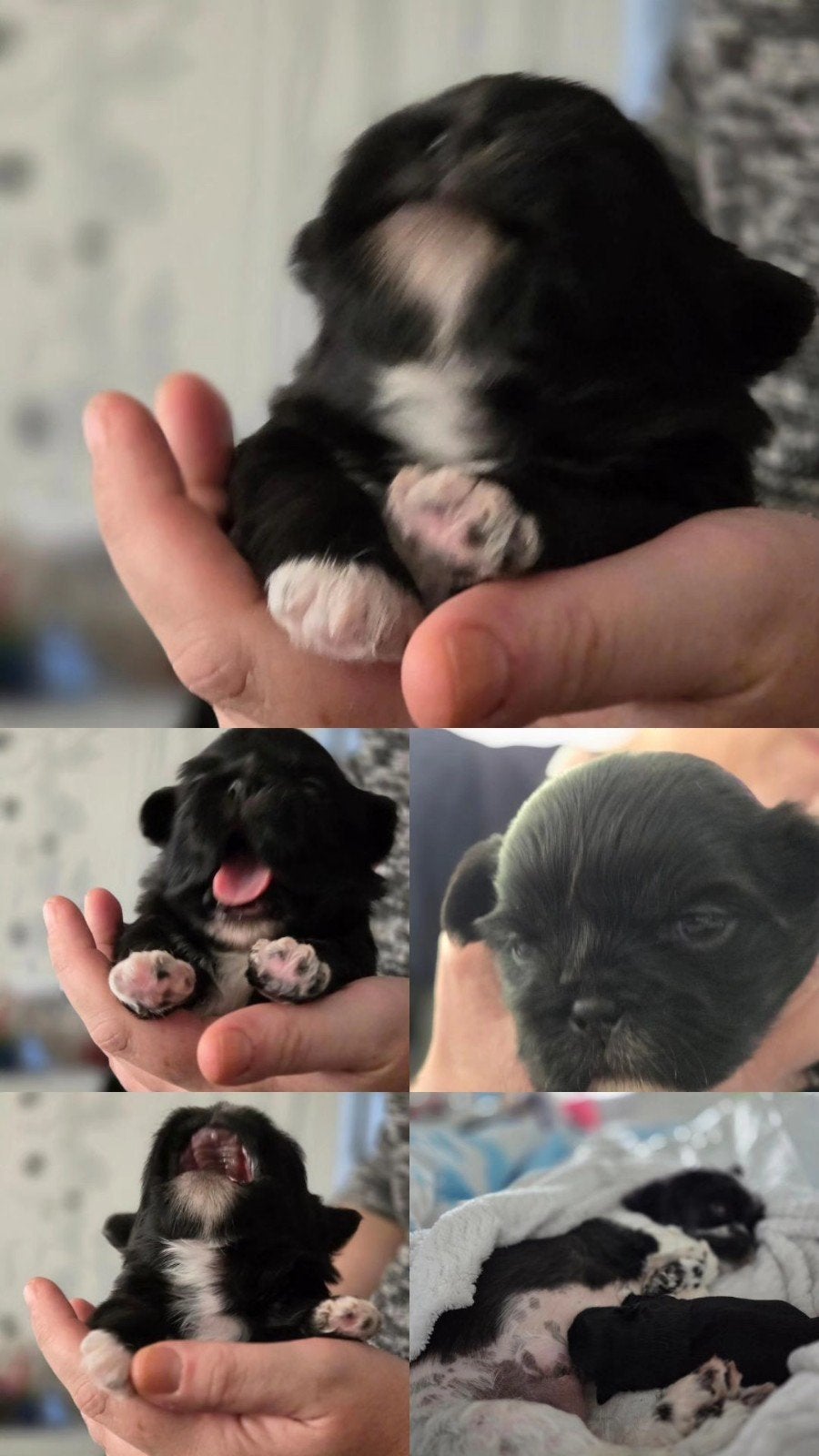 Zhih Tzu pup te koop Reu (mannetje) Enschede, Dieren en Toebehoren, Reu, CDV (hondenziekte), 8 tot 15 weken, Eén hond