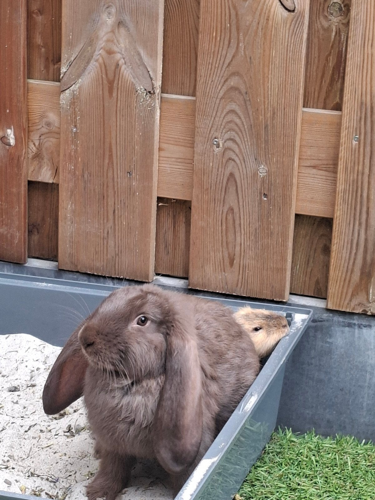 franse hangoor, Dieren en Toebehoren, Konijnen, Vrouwelijk, Groot, Hangoor