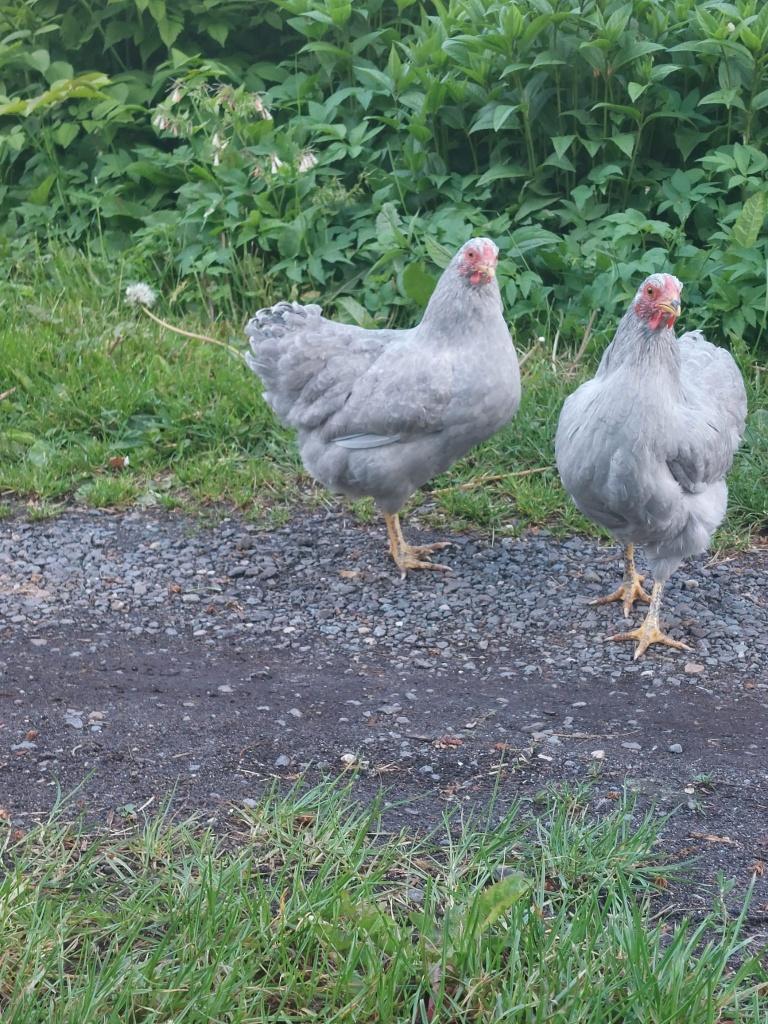 wyandottekriel kippen | Verschillende kleurslagen | elegant, Dieren en Toebehoren, Pluimvee, Vrouwelijk, Kip