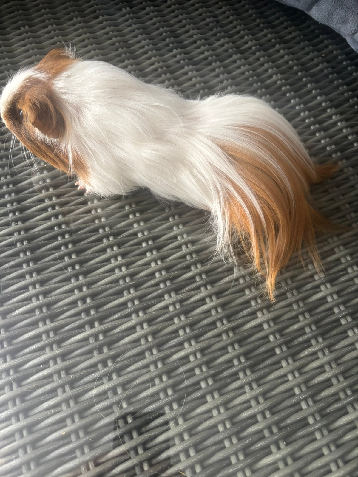 Lieve tamme sheltie beer cavia mooie kleur. Zit nu alleen, Cavia, Mannelijk, November, Tam