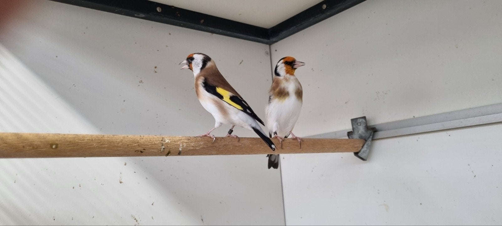 Majoor Putter koppel, Meerdere dieren, Wildzangvogel, Geringd