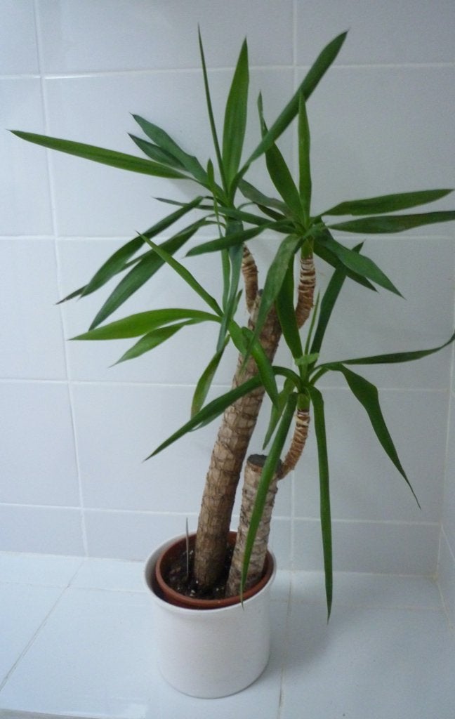 YUCCA (ELEPHANTIPES) OP 2 STAMMEN, LENGTE 75 CM, In pot, Minder dan 100 cm, Yucca, Halfschaduw