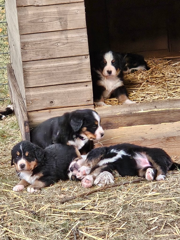 Bernersennen pups, 8 tot 15 weken, Parvo, Meerdere, Meerdere dieren