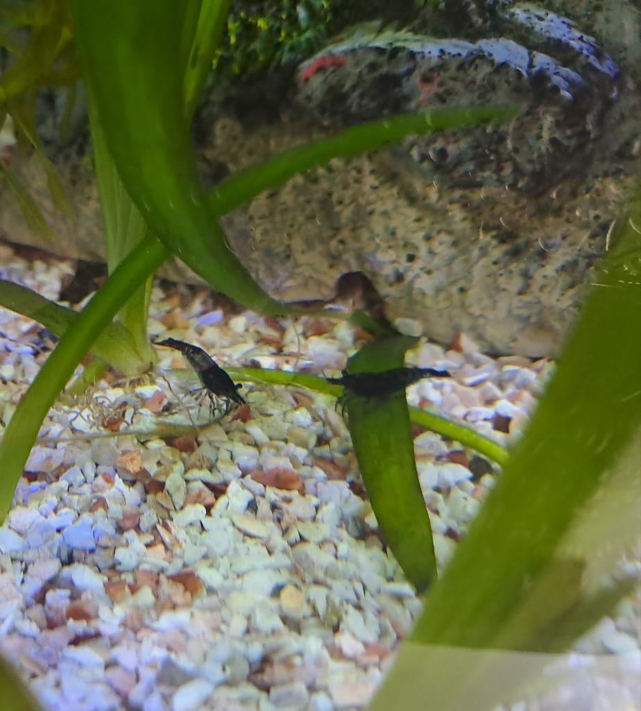 Garnalen, Dieren en Toebehoren, Vissen | Aquariumvissen, Kreeft, Krab of Garnaal