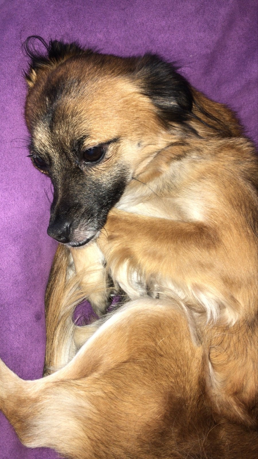 Hond Oppas Gezocht 1Juli t/m 2 Augustus 2026, Dieren en Toebehoren, Honden | Niet-rashonden, 6 jaar of ouder, Rabiës (hondsdolheid)