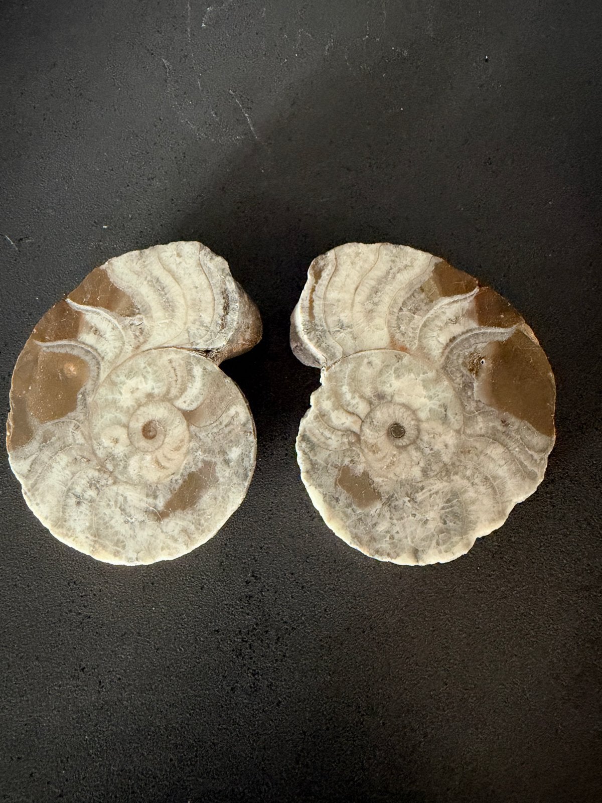 Ammoniet fossiel - 2 helften - 8 cm, Ophalen of Verzenden, Fossiel