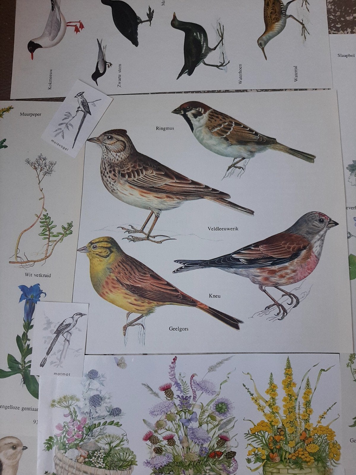 Ephemera pakket van Vintage illustraties van vogels en plan, Ophalen of Verzenden, Gebruikt, Vogel, Overige typen