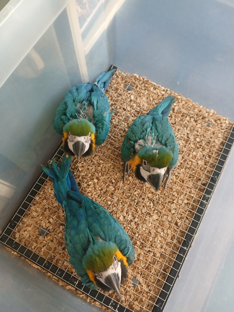Blauw gele Ara kuikens 10 weken, Dieren en Toebehoren, Meerdere dieren, Papegaai, Tam