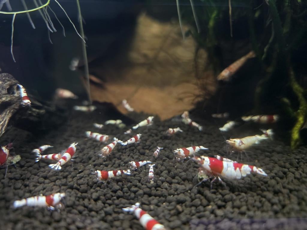 Garnalen Crystal Red, Dieren en Toebehoren, Vissen | Aquariumvissen, Kreeft, Krab of Garnaal