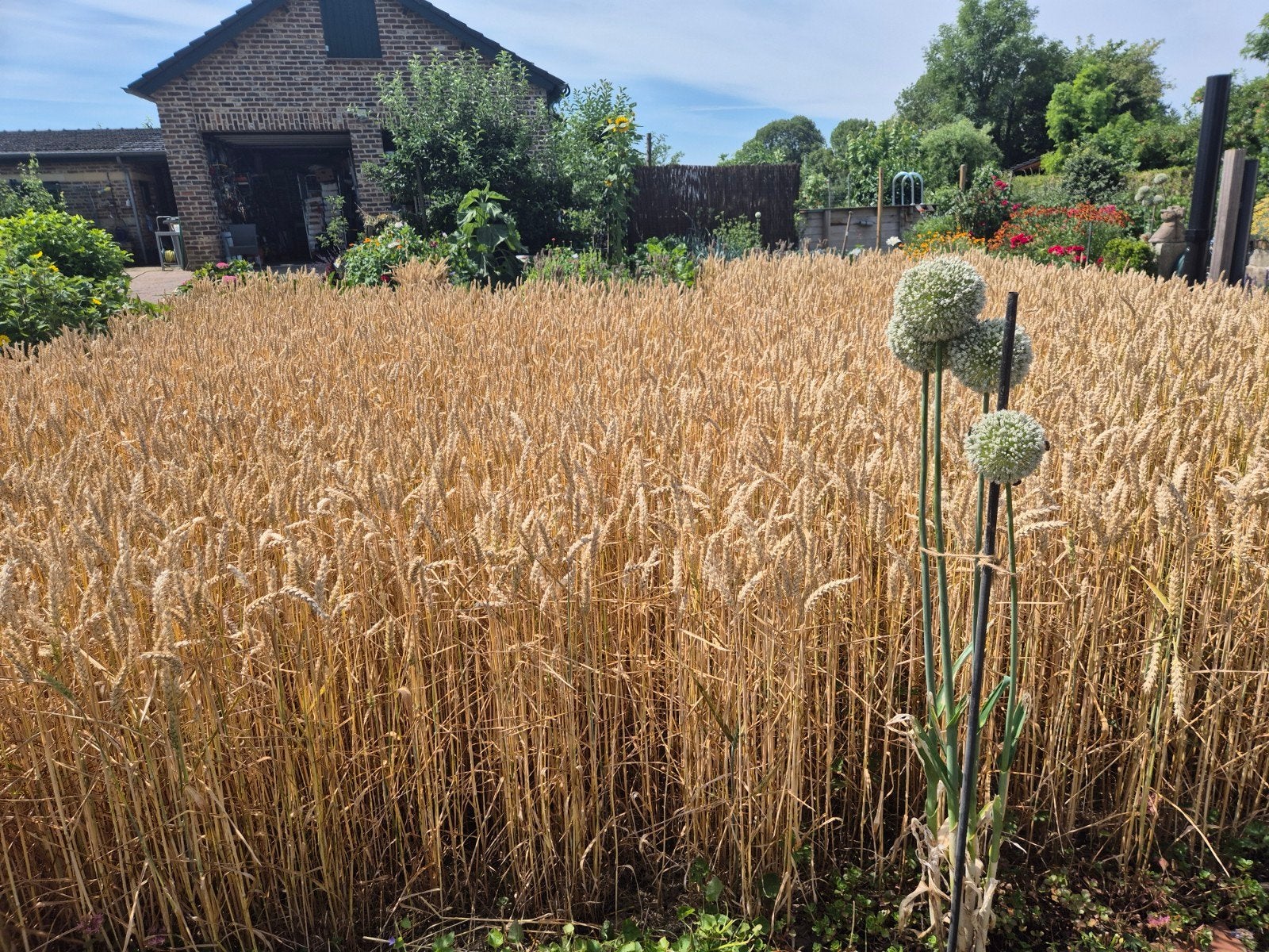 Bio tarwe ,zelf dorsen,kleine hoeveelheid, Ophalen