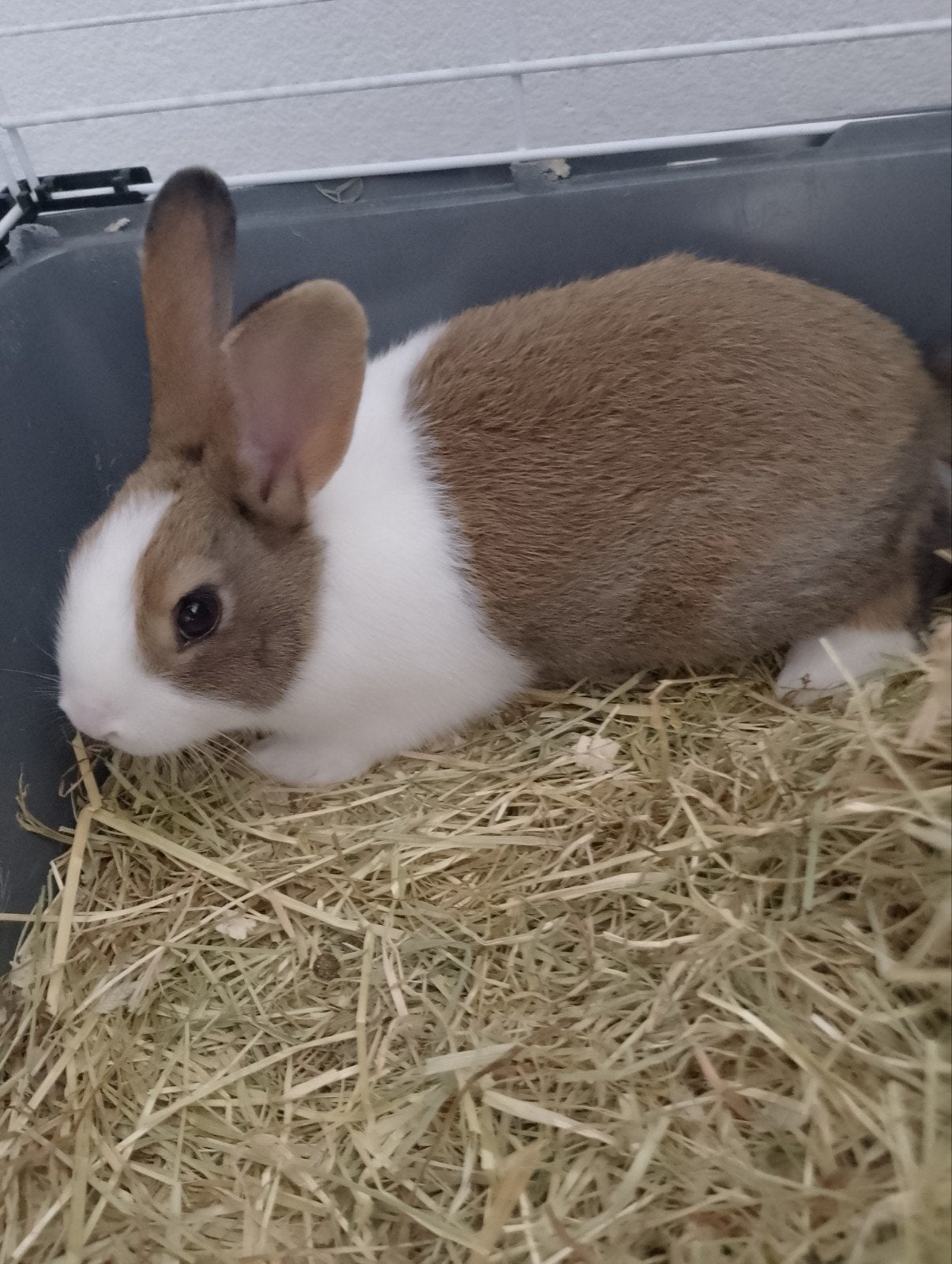 jonge tamme Hollander konijntjes., Meerdere dieren, Middelgroot, 0 tot 2 jaar