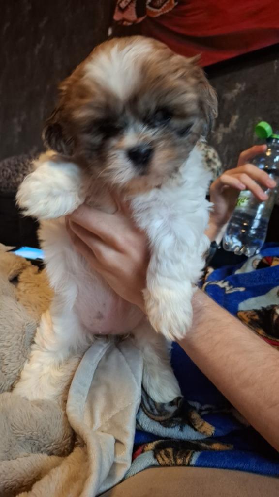 Wegens annulering nog 1 teefje shih- tzu, Overige rassen, 8 tot 15 weken, Teef, Parvo