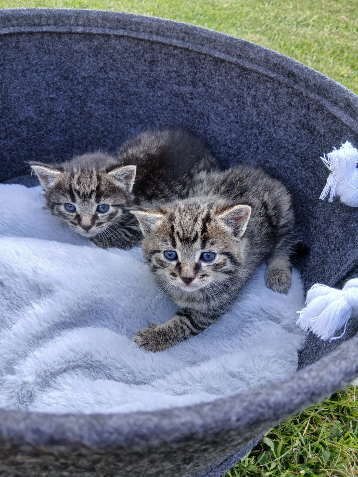 Nog 1 cyperse kitten beschikbaar, Kater