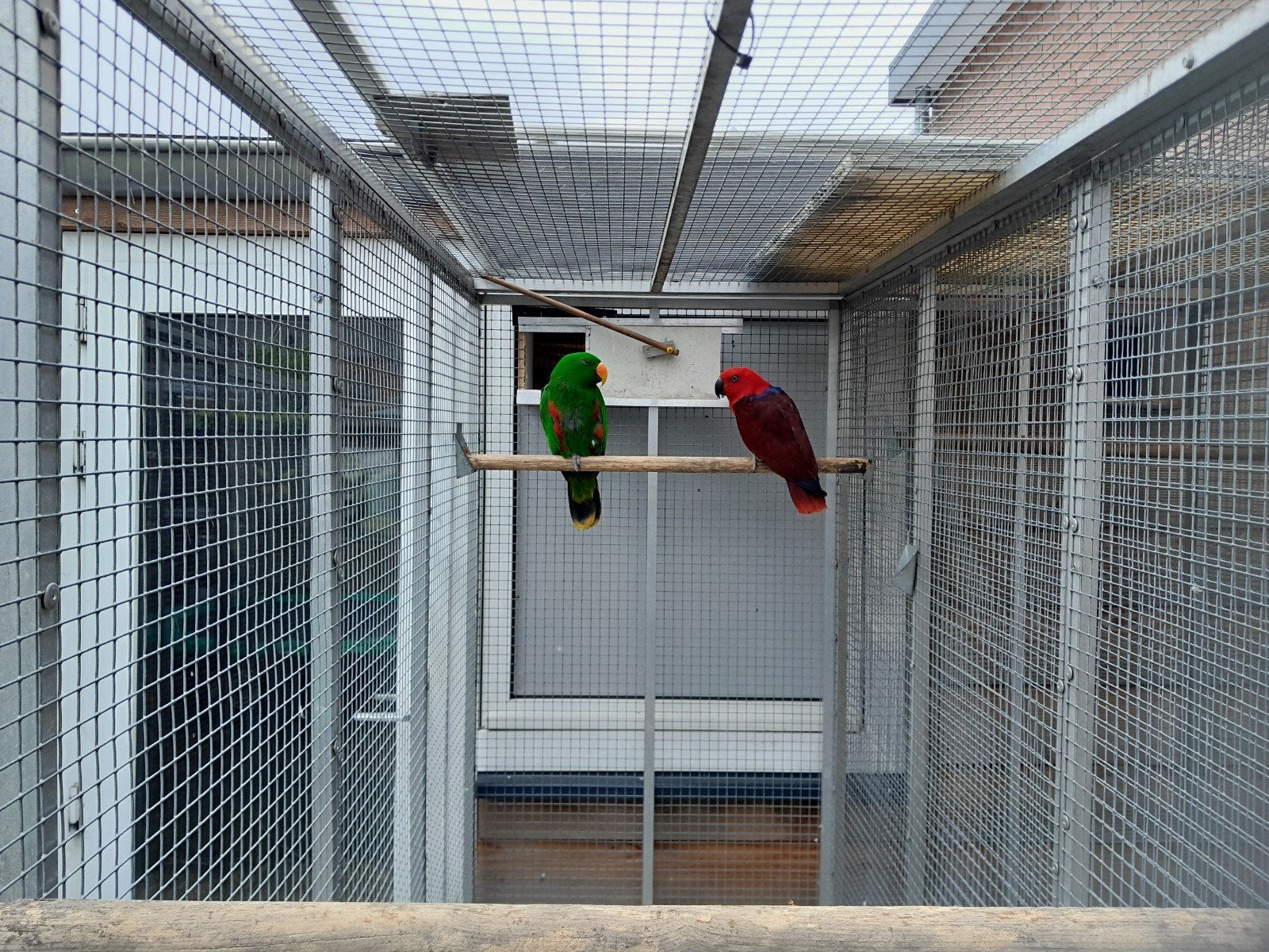 edelpapegaaien 1-1 2016x2018 gesloten geringd en compleet, Dieren en Toebehoren, Meerdere dieren, Parkiet, Geringd