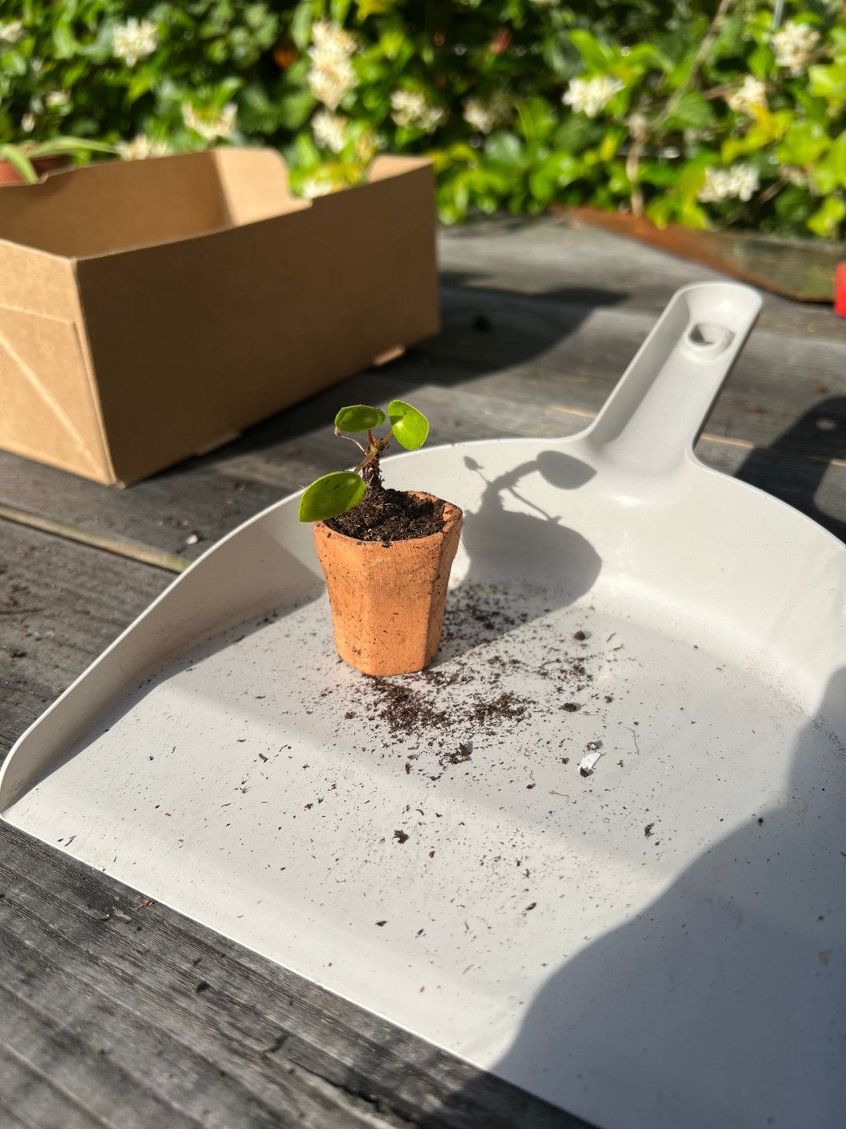 Mini pannenkoeken plantje, Ophalen, Halfschaduw, Minder dan 100 cm