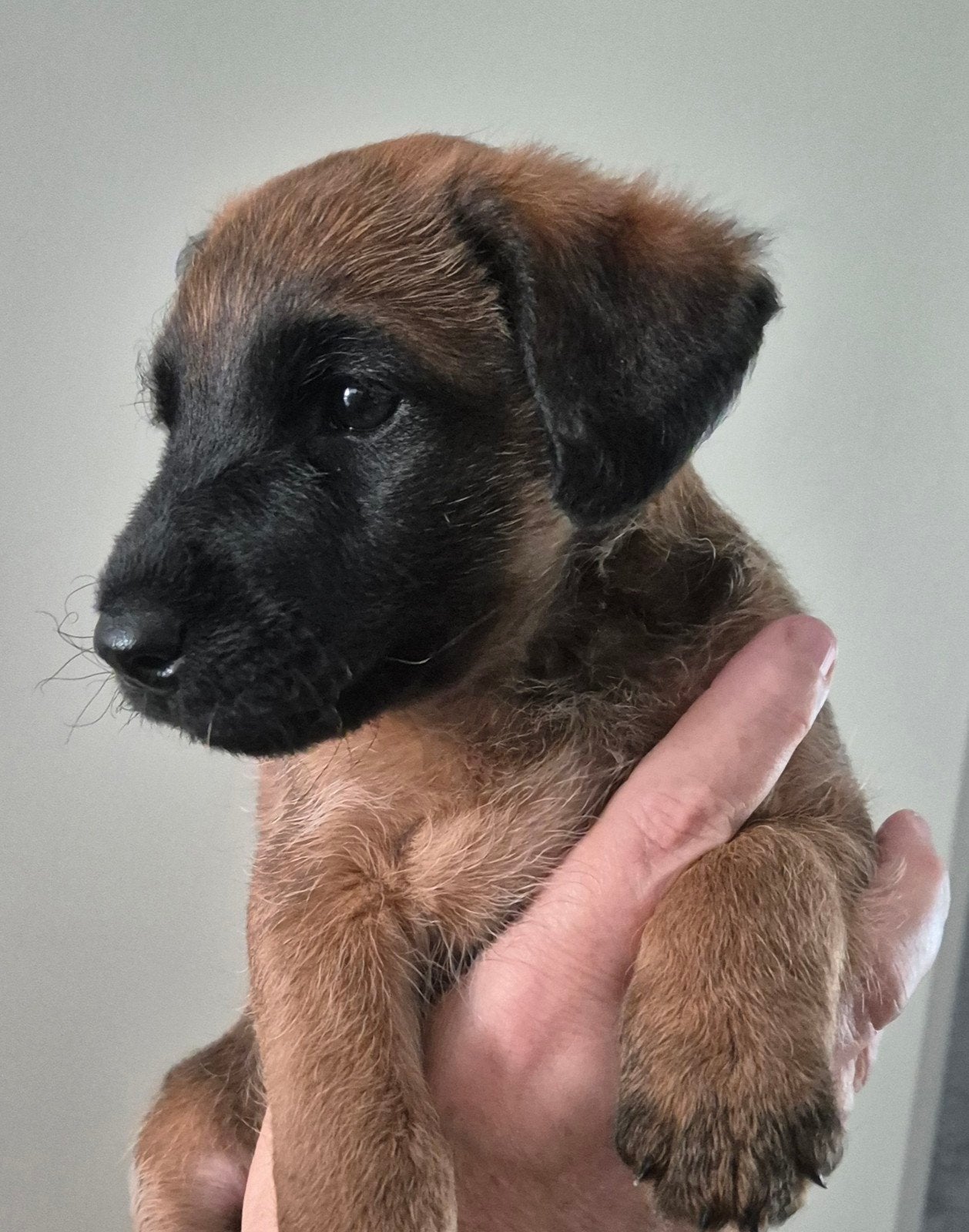 WESTFALENTERRIER PUP REU, Parvo, Reu, 8 tot 15 weken, Eén hond