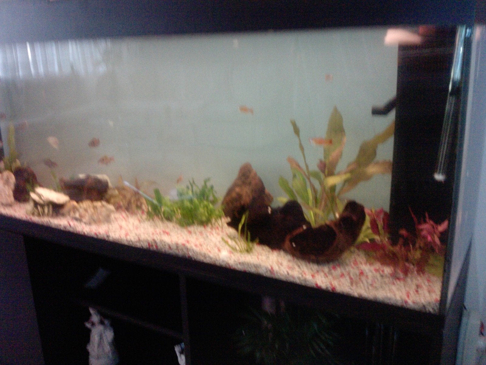 Aquarium 150 cm lang, Ophalen, Gebruikt, Leeg aquarium