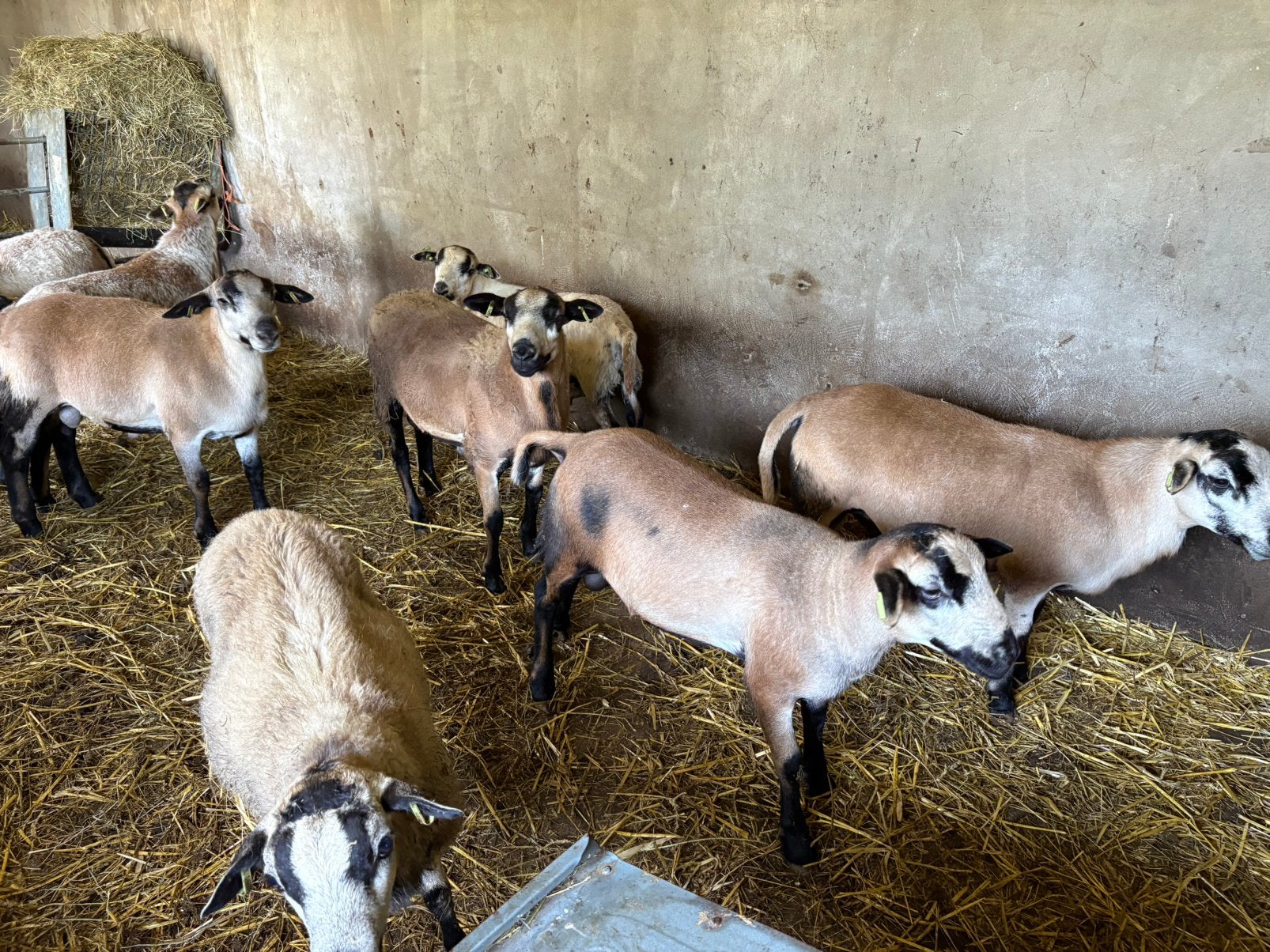 10 maasduinen ramlammeren (zie beschrijving voor gewicht), Dieren en Toebehoren, Schapen, Geiten en Varkens, Mannelijk, Schaap